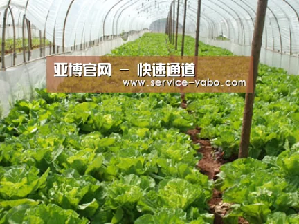种植基地五