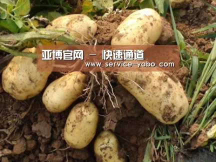 种植基地六
