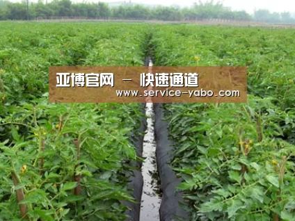 种植基地三