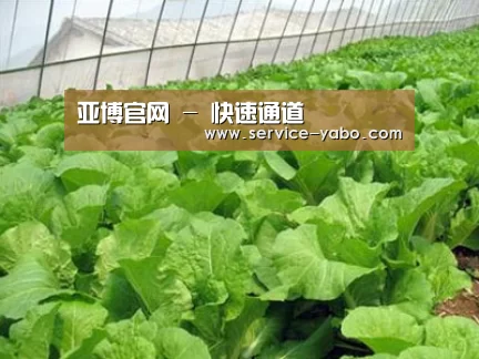 种植基地一