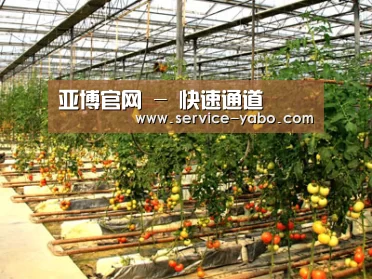 种植基地二(图1)