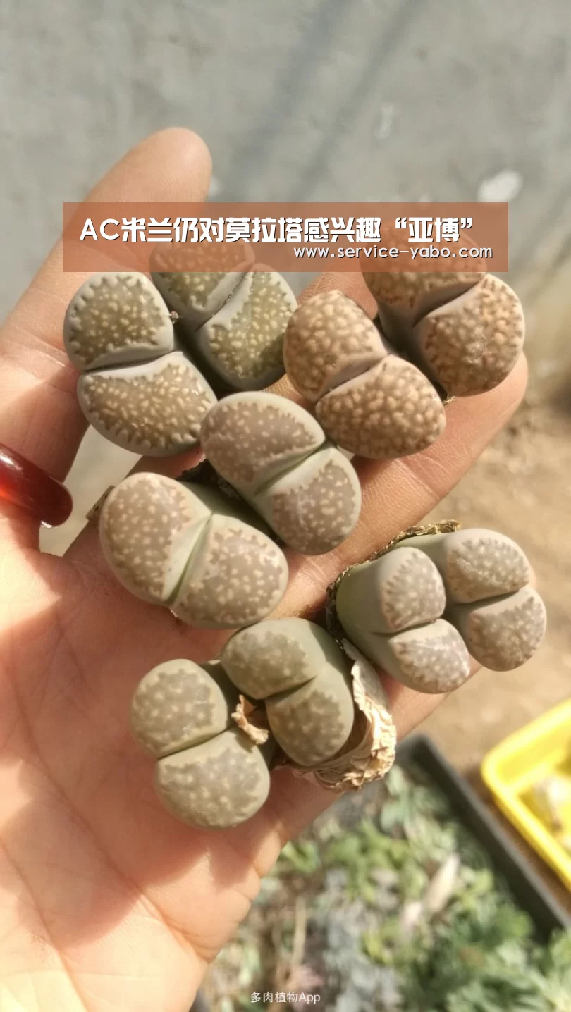AC米兰仍对莫拉塔感兴趣“亚博”(图4) 亚博体育
